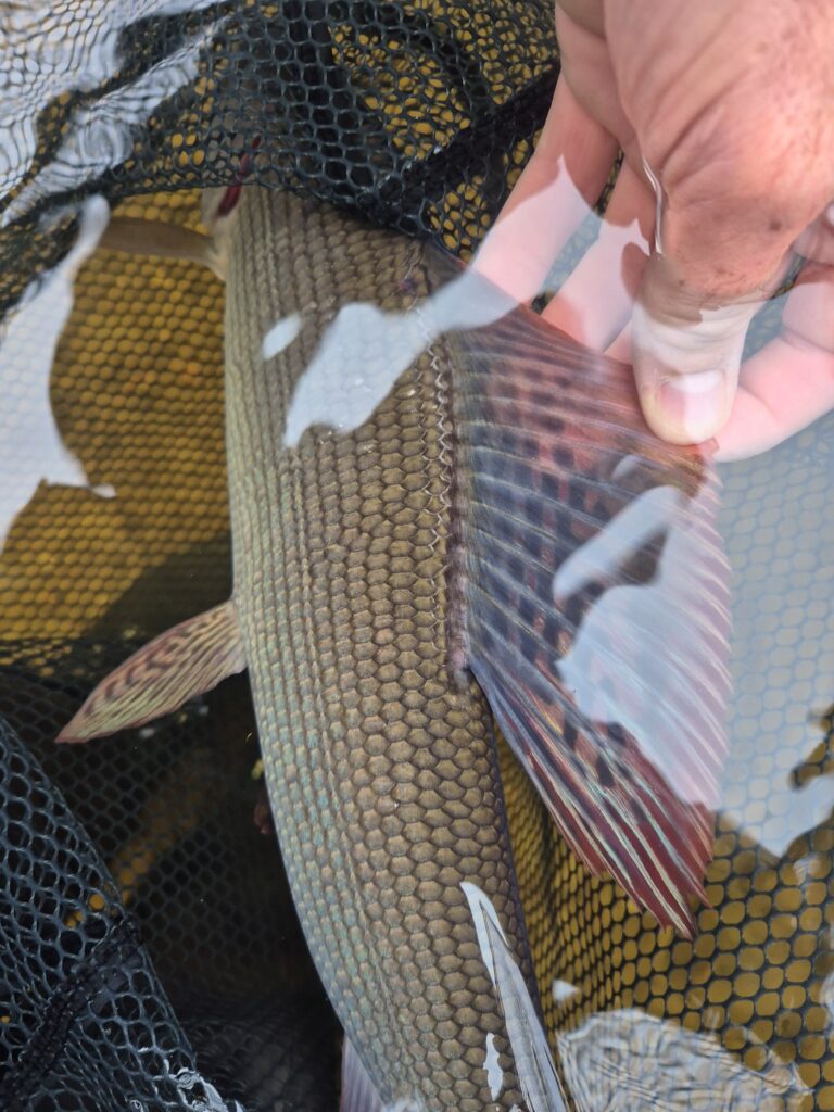 Elia Frontalini — attività di guida di pesca