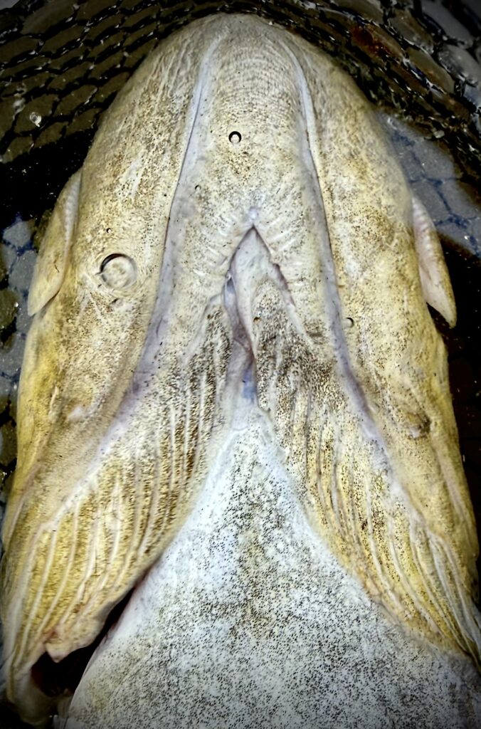 Leonardo Cagol — attività di guida di pesca