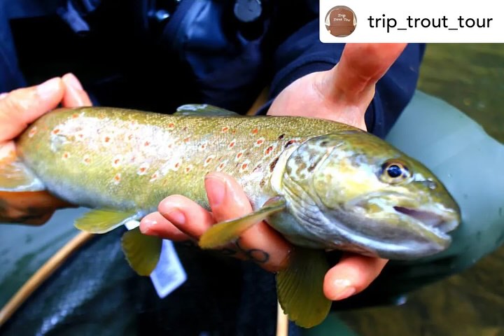 Contenuto Instagram di @aigupp