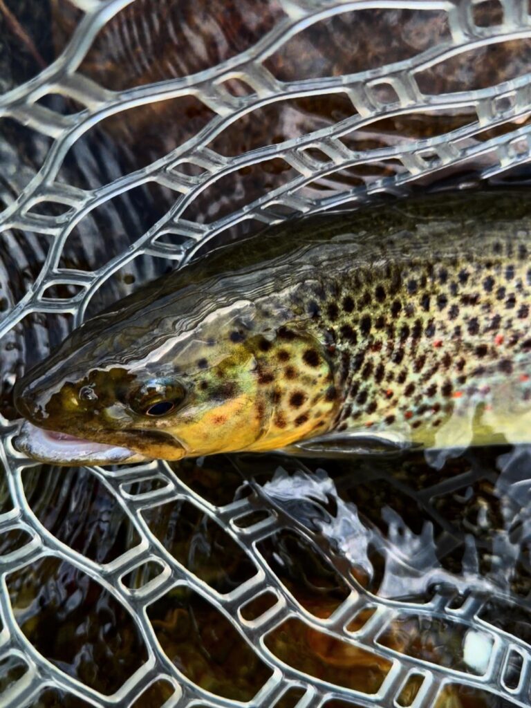 Contenuto Instagram di @frank.fishing.guide.piemonte