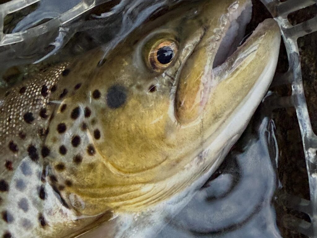 Contenuto Instagram di @frank.fishing.guide.piemonte