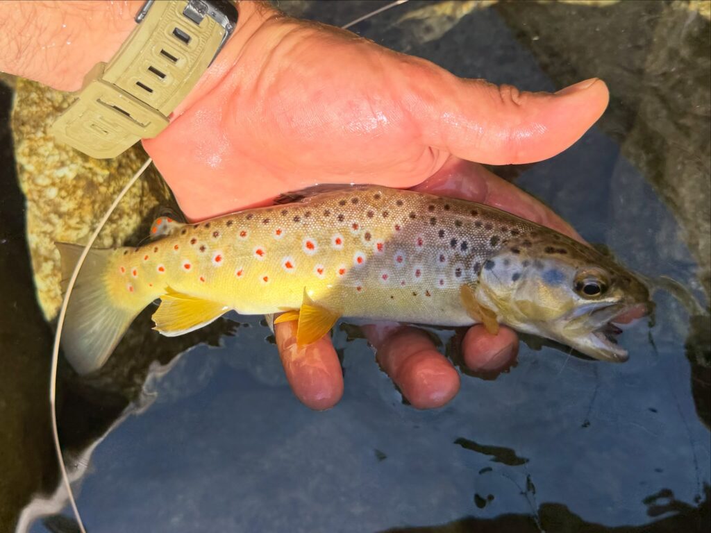 Contenuto Instagram di @frank.fishing.guide.piemonte