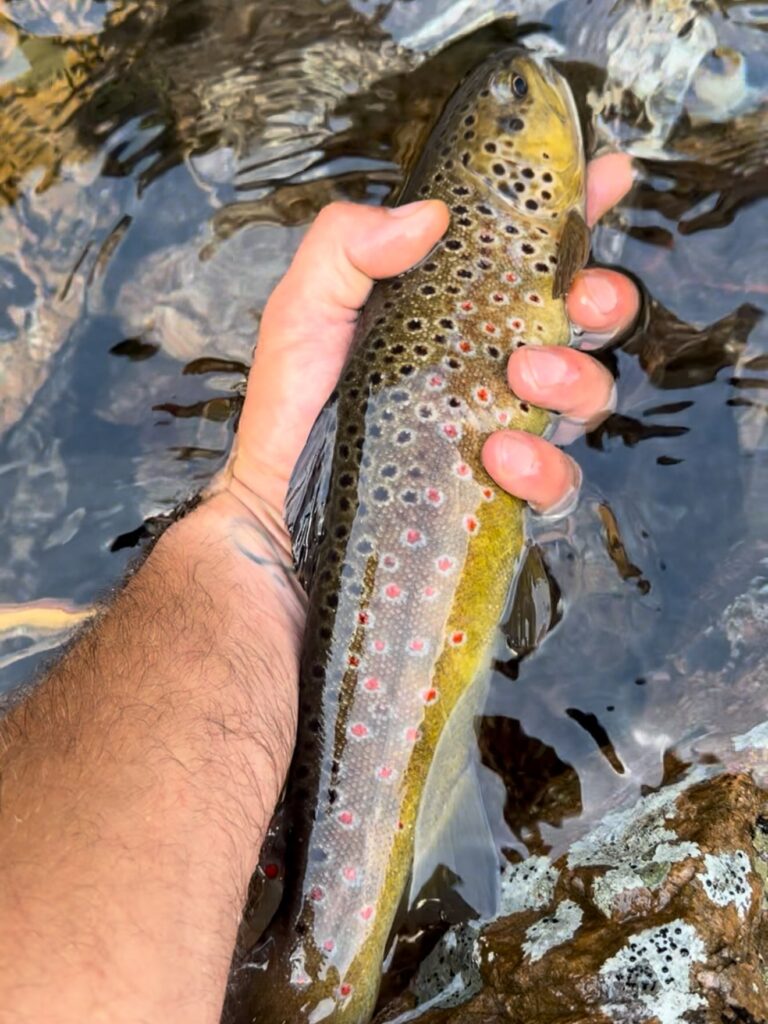 Contenuto Instagram di @frank.fishing.guide.piemonte