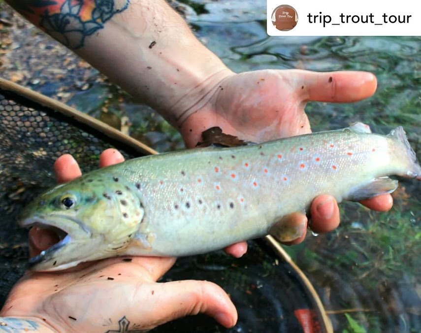 Contenuto Instagram di @aigupp