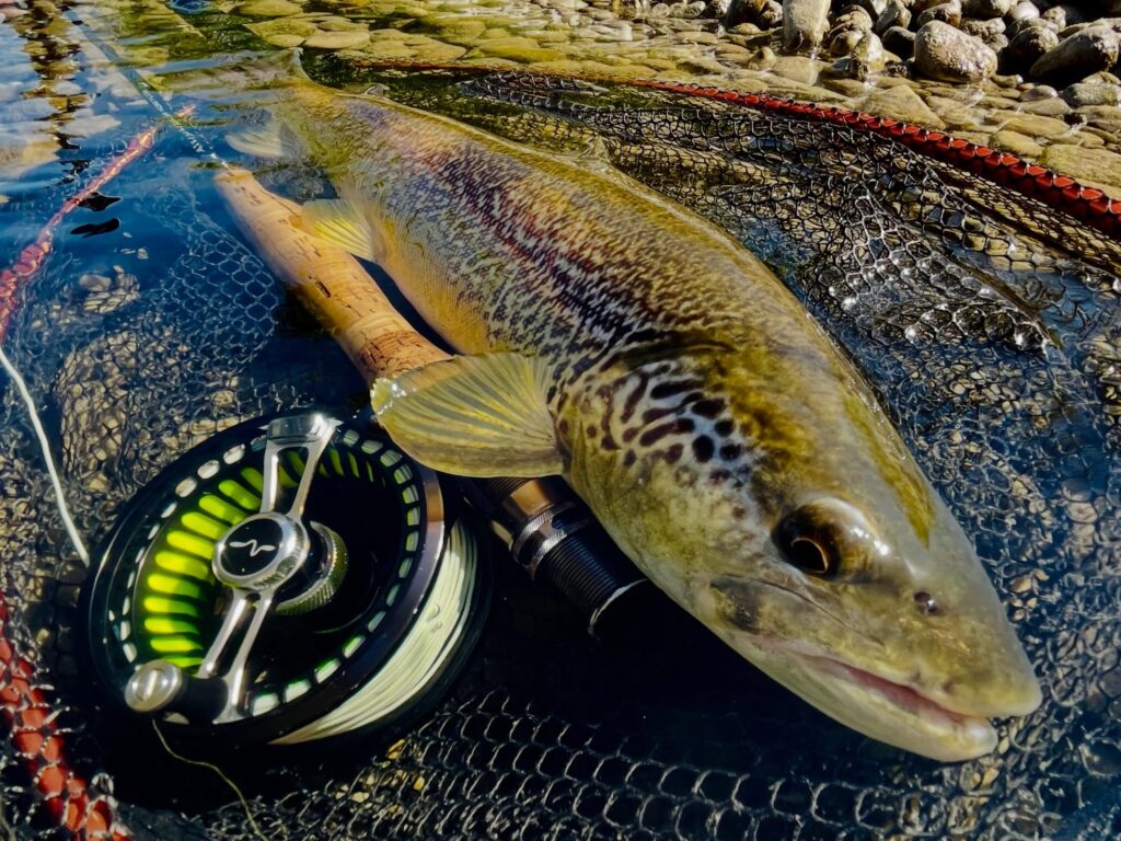 Contenuto Instagram di @froestaflyfishing