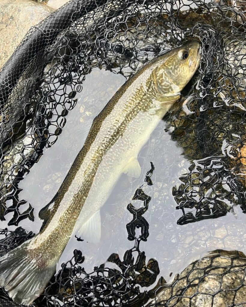 Contenuto Instagram di @carandoandreafishingguide