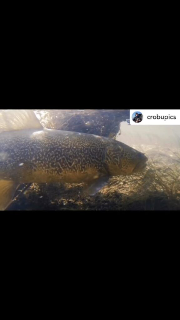 Contenuto Instagram di @aigupp
