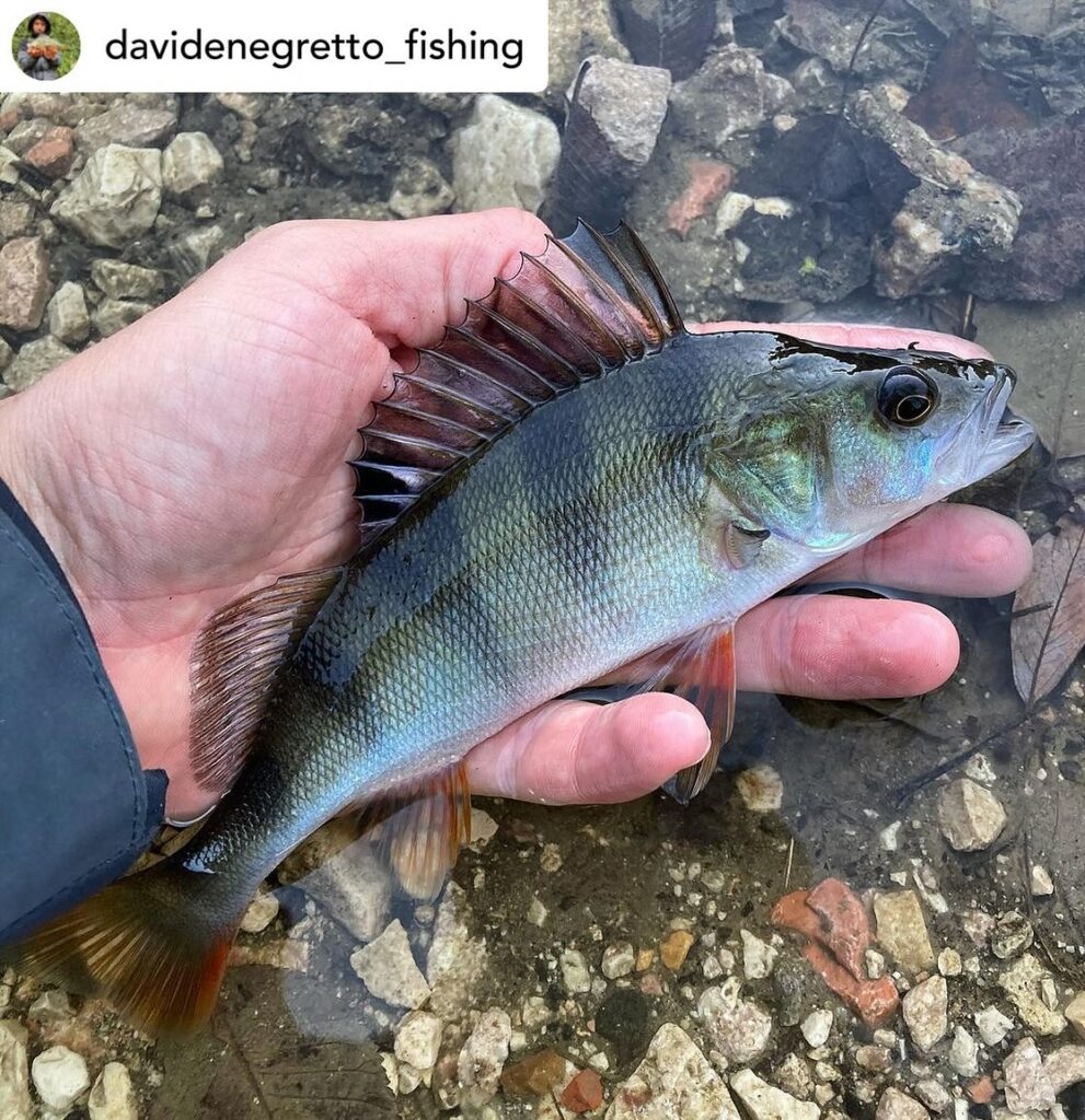 Contenuto Instagram di @aigupp