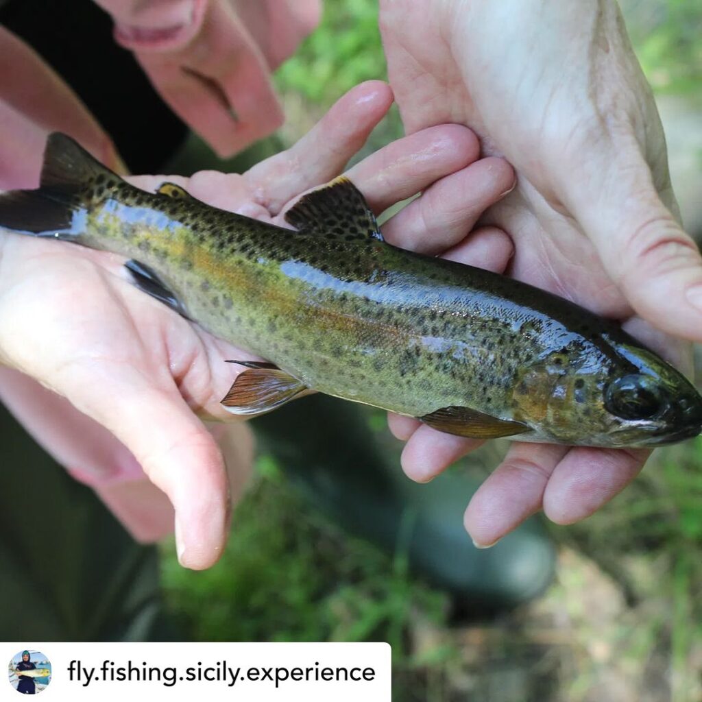 Contenuto Instagram di @aigupp