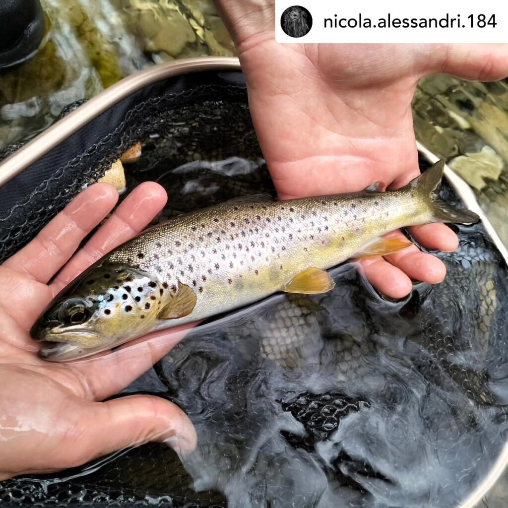 Contenuto Instagram di @aigupp