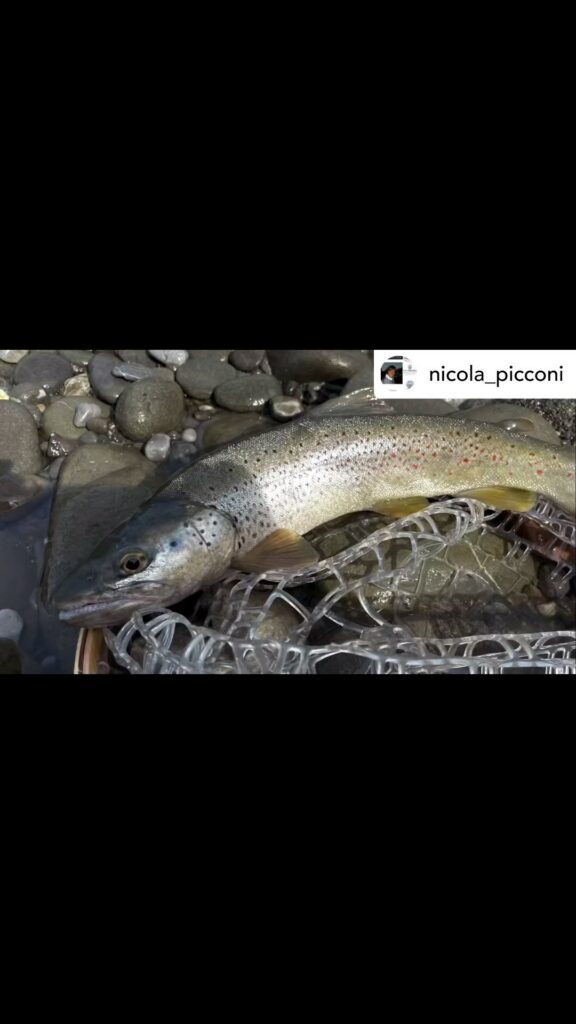 Contenuto Instagram di @aigupp
