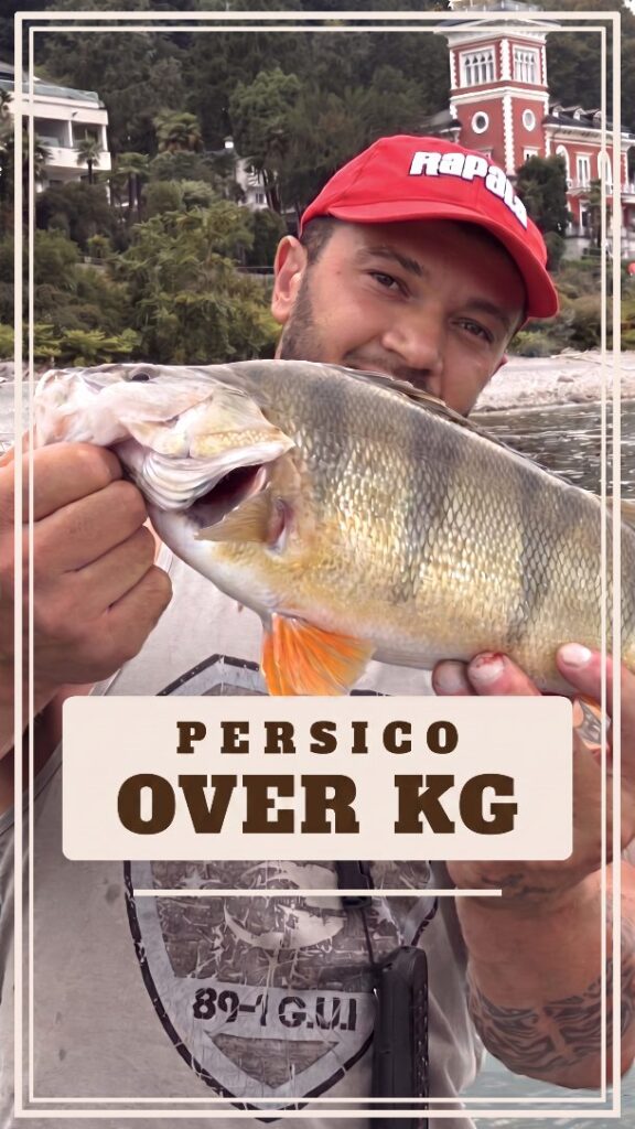 Giornata di persici sul Lago Maggiore. Uno dietro l'altro, e il più…