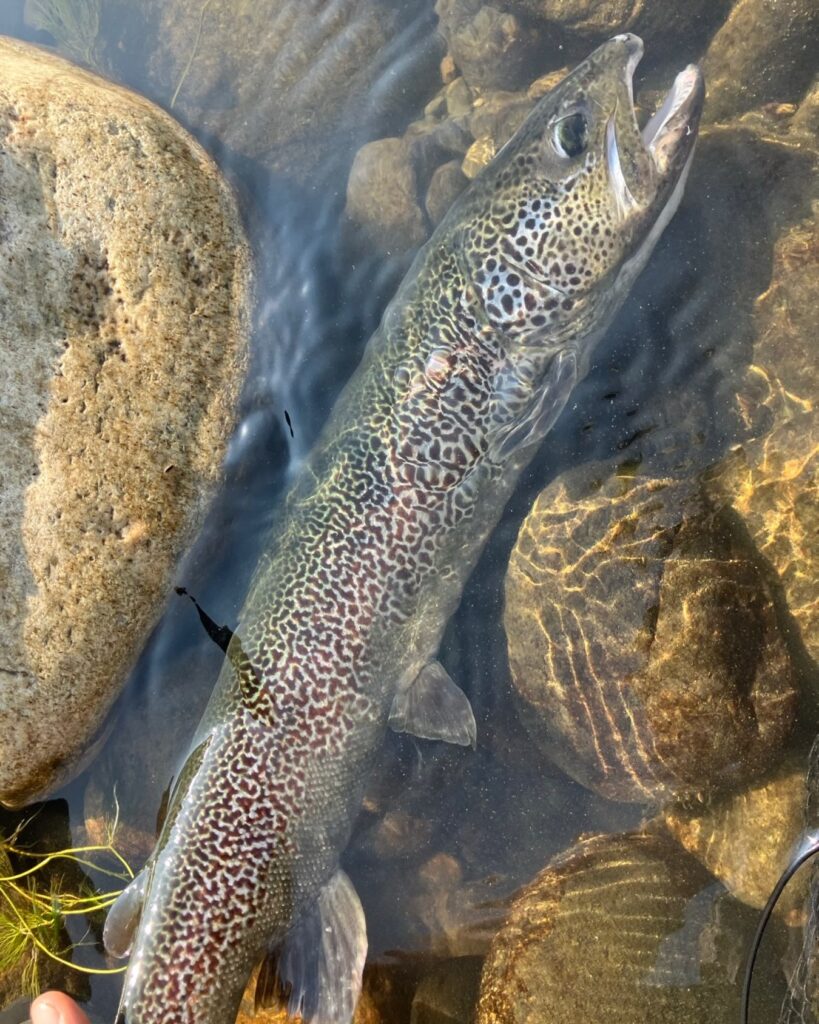 Contenuto Instagram di @carandoandreafishingguide