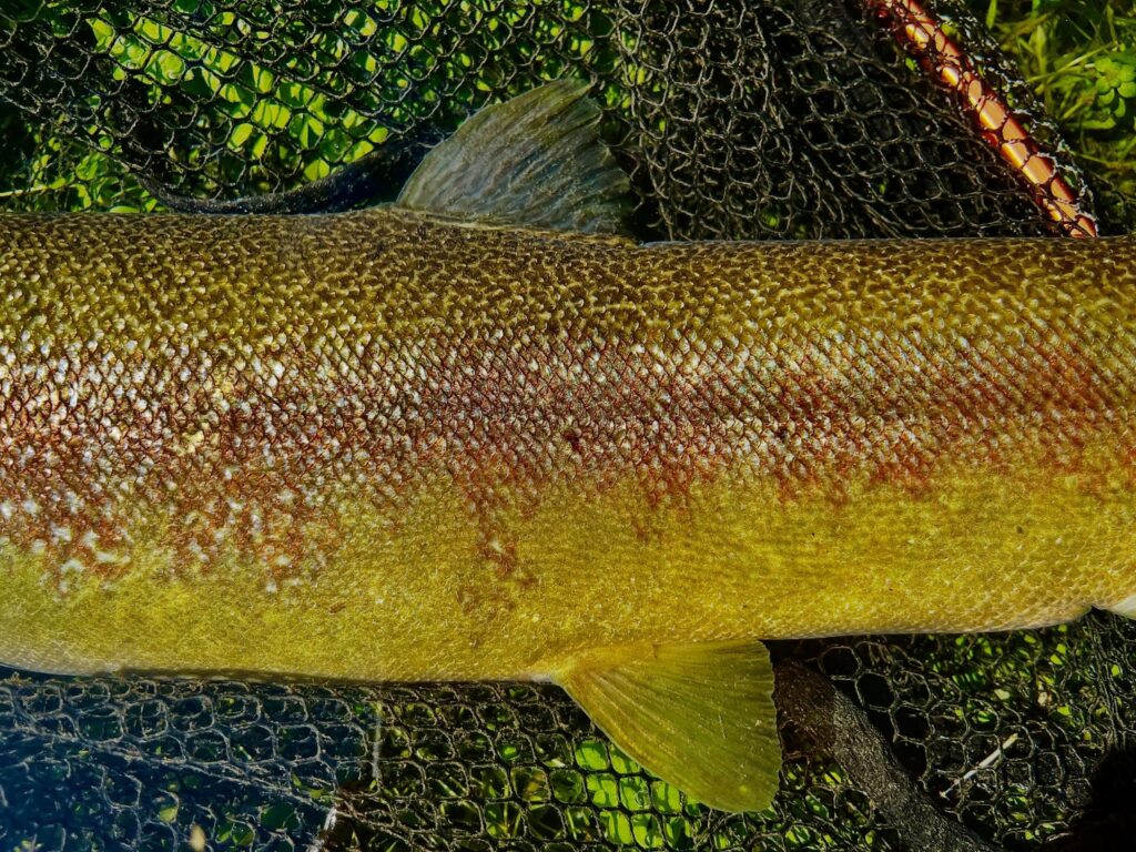 Contenuto Instagram di @froestaflyfishing