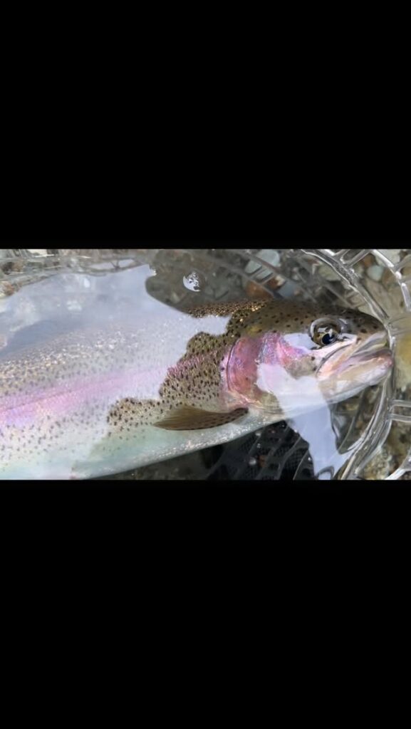 Contenuto Instagram di @frank.fishing.guide.piemonte