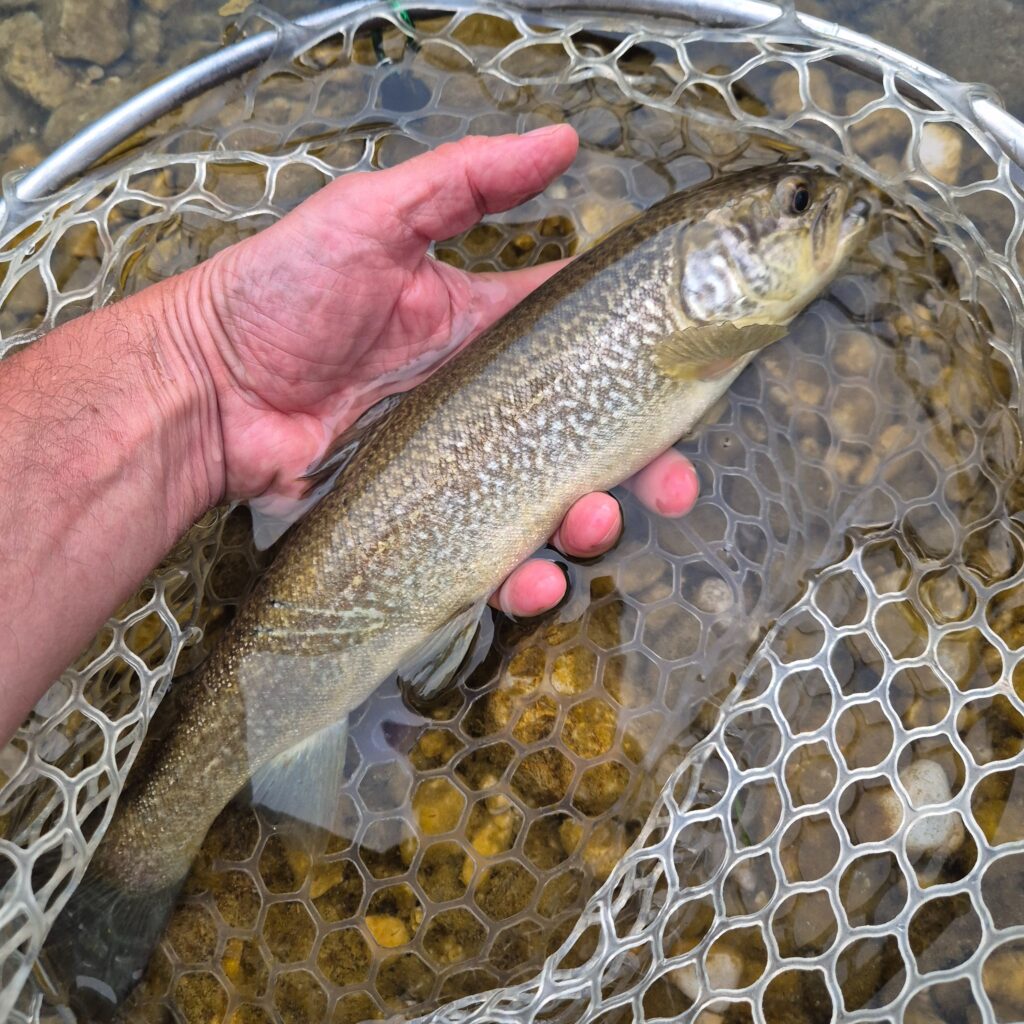 Contenuto Instagram di @a16_fishing_guide