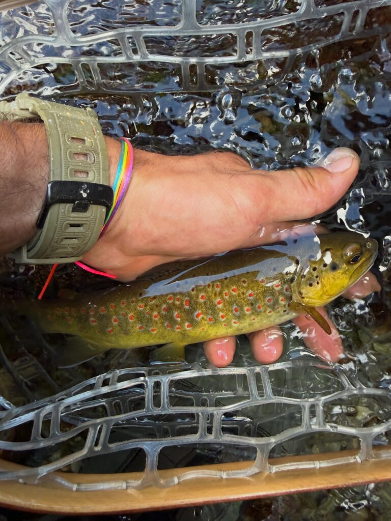 Contenuto Instagram di @frank.fishing.guide.piemonte