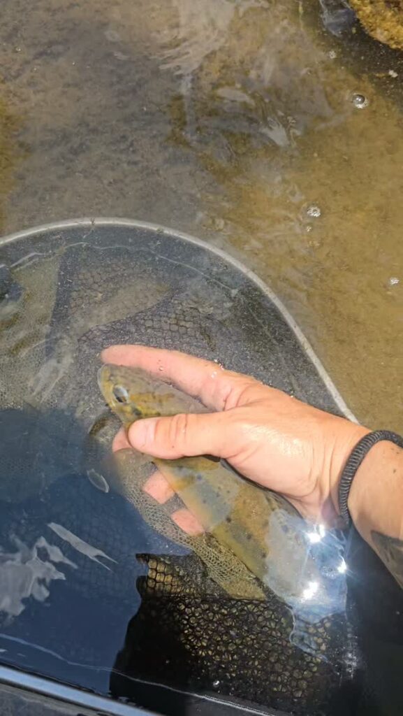 Contenuto Instagram di @fly.fishing.sicily.experience