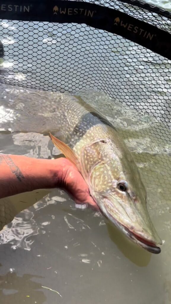 Contenuto Instagram di @ale_giaco_angler