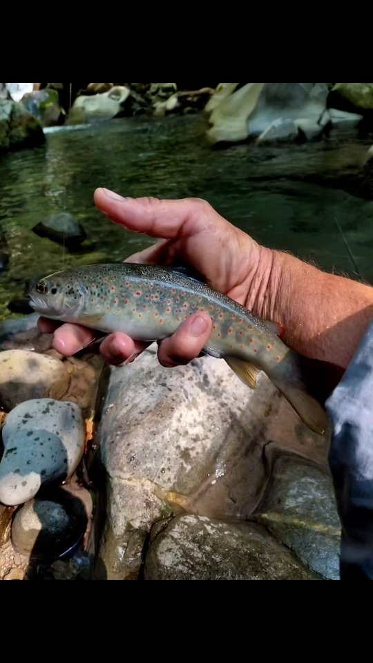 Contenuto Instagram di @flyfishingcinqueterre