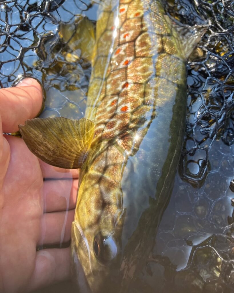 Contenuto Instagram di @carandoandreafishingguide