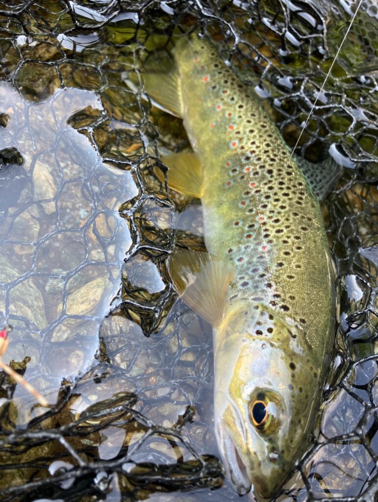 Contenuto Instagram di @carandoandreafishingguide