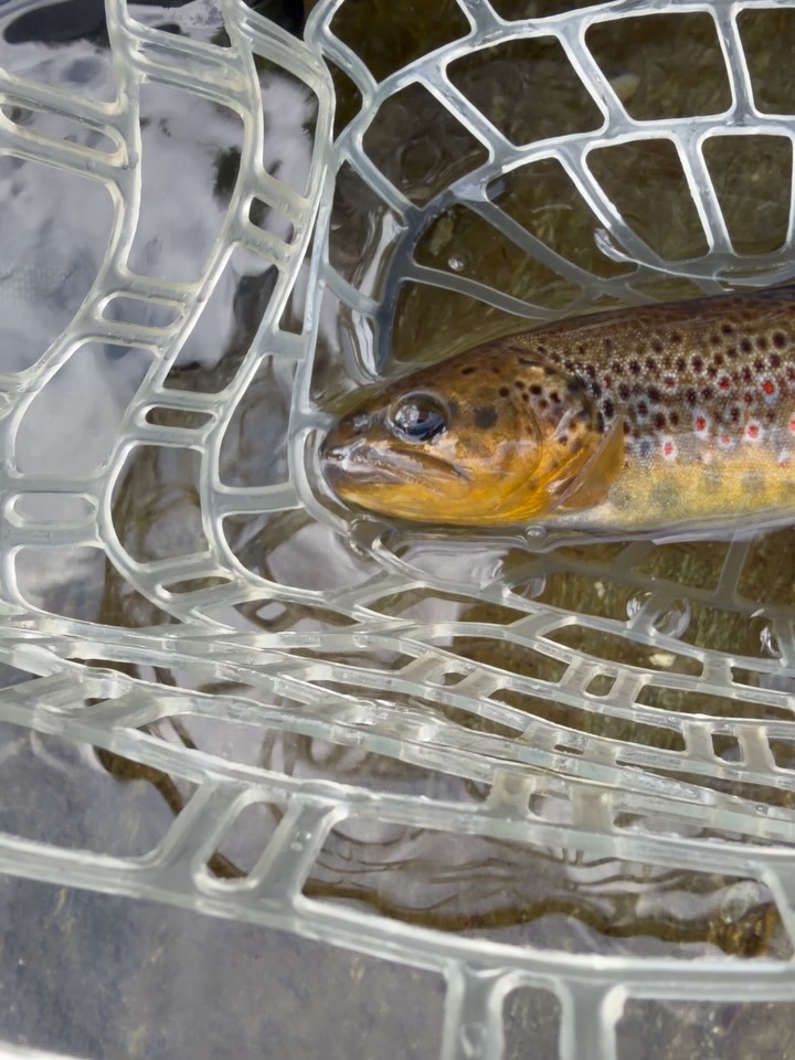 The colors of a summer dream come to life. #flyfishing #fishing #dryfly…