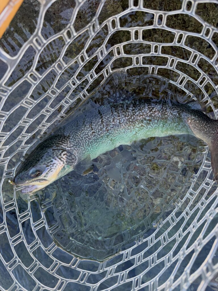 Contenuto Instagram di @frank.fishing.guide.piemonte