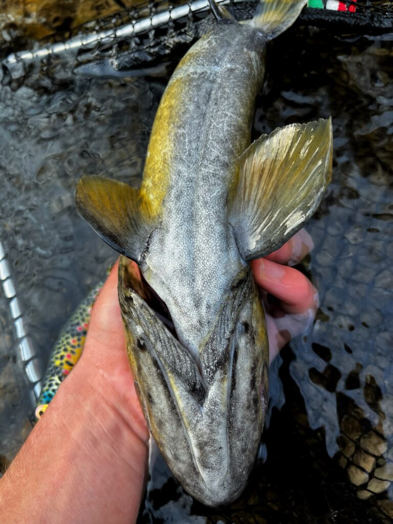 Contenuto Instagram di @matteo.fishing_