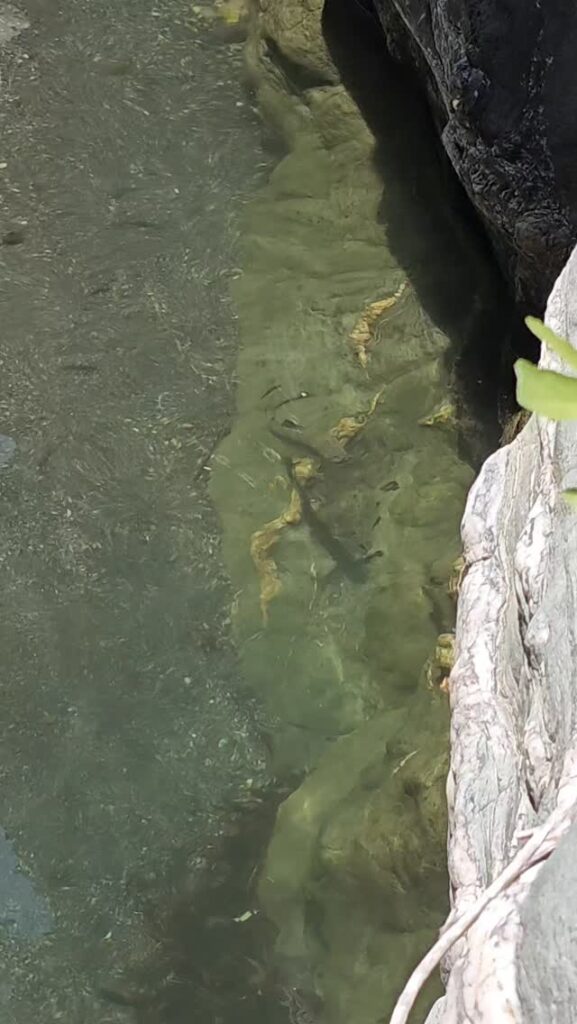 Contenuto Instagram di @fly.fishing.sicily.experience