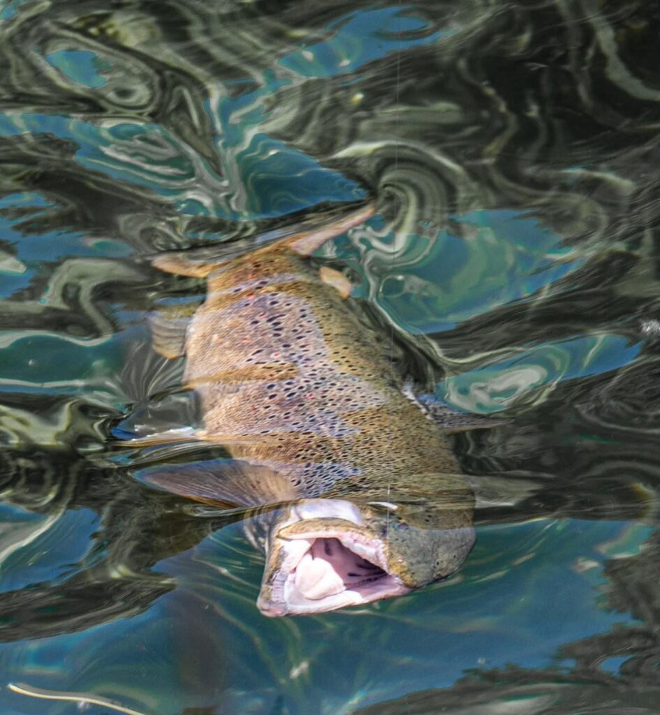 Alessandro Galfrè — attività di guida di pesca