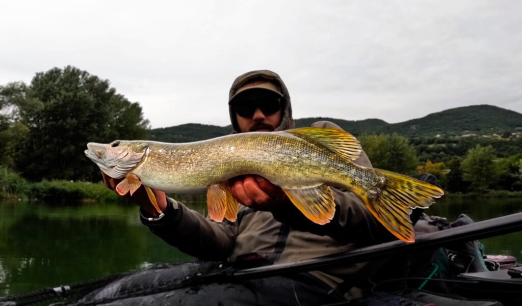 Matteo Cenerini — attività di guida di pesca